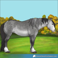 Horse Color:Platinum Buckskin Dun Sabino Tobiano 