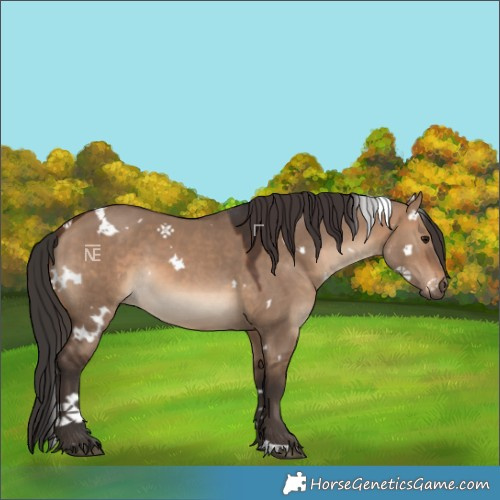 Horse Color:White Spotted Brown Dun 
