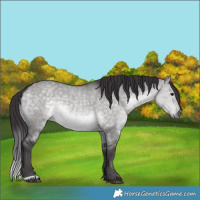 Horse Color:Platinum Buckskin Dun 