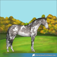 Horse Color:Platinum White Spotted Brown Dun Sabino 