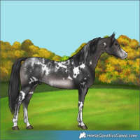 Horse Color:Powder White Platinum White Spotted Brown Rabicano 