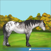 Horse Color:Platinum White Spotted Brown Dun Appaloosa Brindle 
