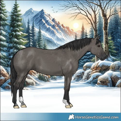 Horse Color:Grullo