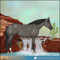 Horse Color:Grullo 