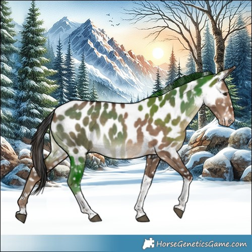 Horse Color:Liver Red Dun Tobiano Near Leopard