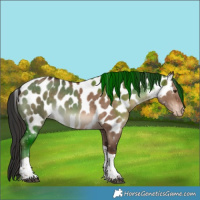 Horse Color:Liver Red Dun Tobiano Appaloosa 