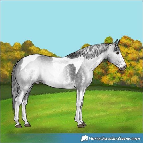Horse Color:Gray Platinum White Spotted Brown Tobiano Rabicano 