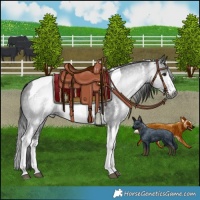 Horse Color:Gray Platinum White Spotted Brown Tobiano Rabicano