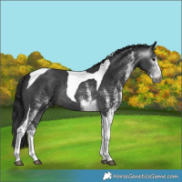 Horse Color:Gray Platinum White Spotted Brown Tobiano Rabicano