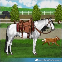 Horse Color:Gray Platinum White Spotted Brown Tobiano Rabicano