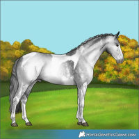 Horse Color:Gray Platinum White Spotted Brown Tobiano Rabicano 