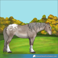 Horse Color:Liver Red Dun Mushroom Sabino Tobiano Appaloosa 