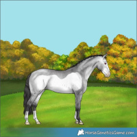 Horse Color:Buckskin Chinchilla Dun Frame