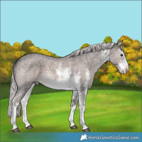 Horse Color:Platinum White Spotted Chocolate Palomino Sabino 