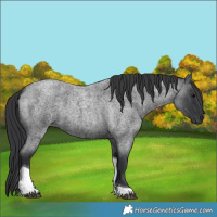 Horse Color:Blue Roan Tobiano 