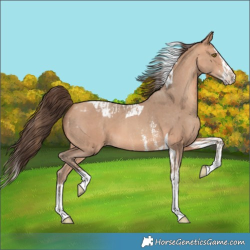 Horse Color:Amber Champagne Sabino Tobiano Appaloosa and Amber Champagne Sabino Splash Tobiano Appaloosa