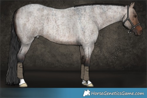 Horse Color:Brown Roan Dun Brindle 