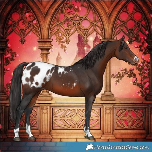 Horse Color:Brown Appaloosa 