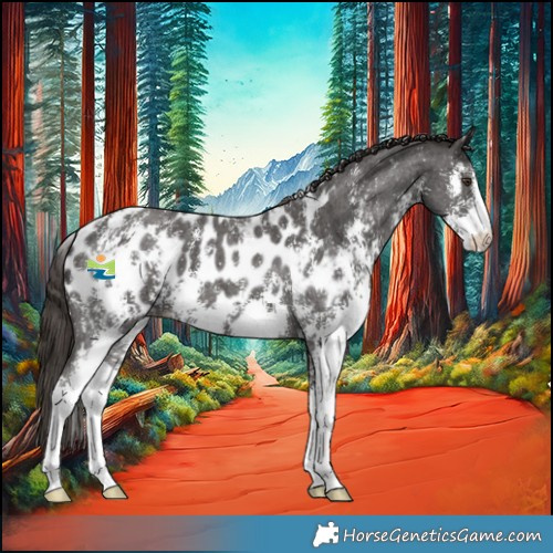 Horse Color:Liver Chestnut Sabino Appaloosa 