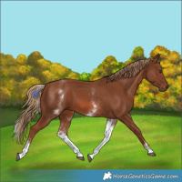 Horse Color:White Spotted Chestnut 