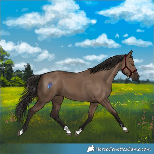 Horse Color:Liver Red Dun 