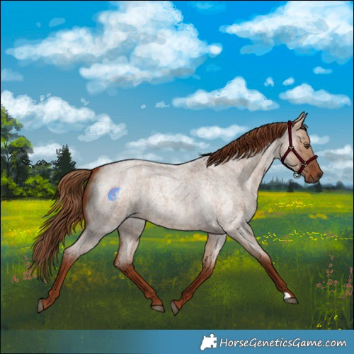 Horse Color:Red Dun Roan 