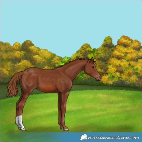 Horse Color:Chestnut 