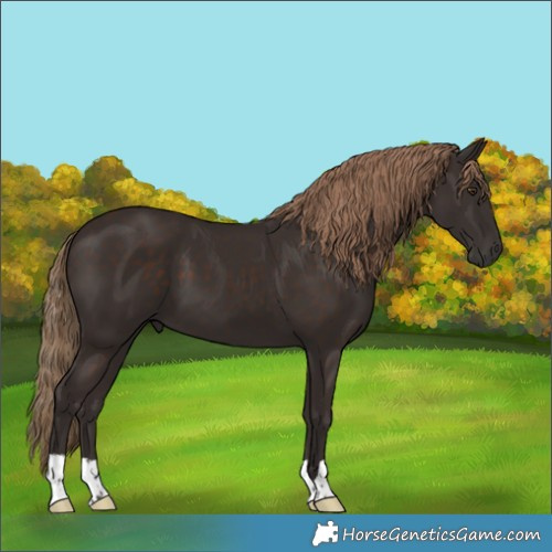 Horse Color:Liver Chestnut 