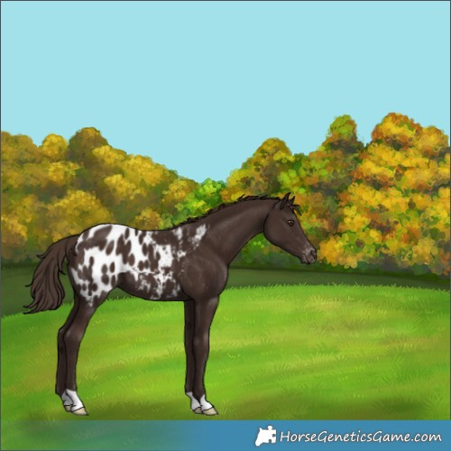 Horse Color:Liver Chestnut Appaloosa 