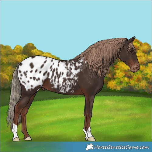 Horse Color:Liver Chestnut Appaloosa 