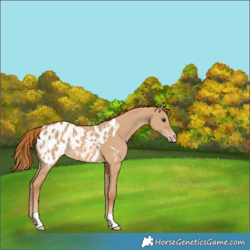Horse Color:Red Dun Appaloosa 