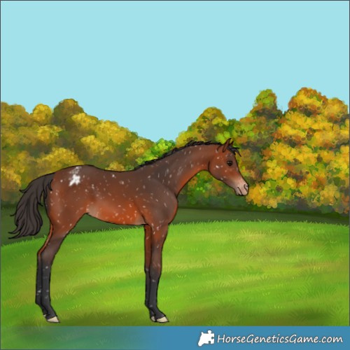 Horse Color:Bay Appaloosa 