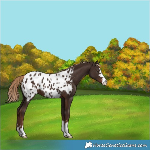 Horse Color:Liver Chestnut Appaloosa 