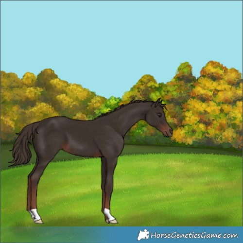 Horse Color:Liver Chestnut 