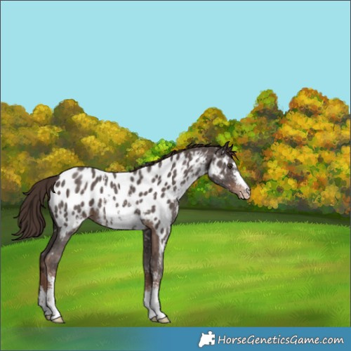Horse Color:Liver Chestnut Sabino Appaloosa 