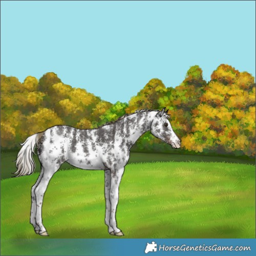 Horse Color:Liver Chestnut Sabino 