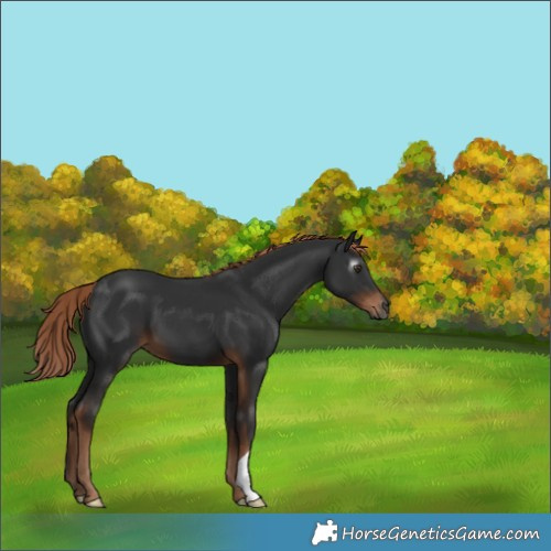 Horse Color:Gray Liver Chestnut 