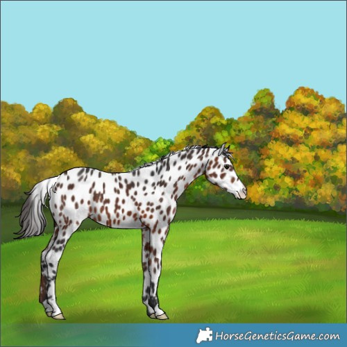 Horse Color:Bay Appaloosa