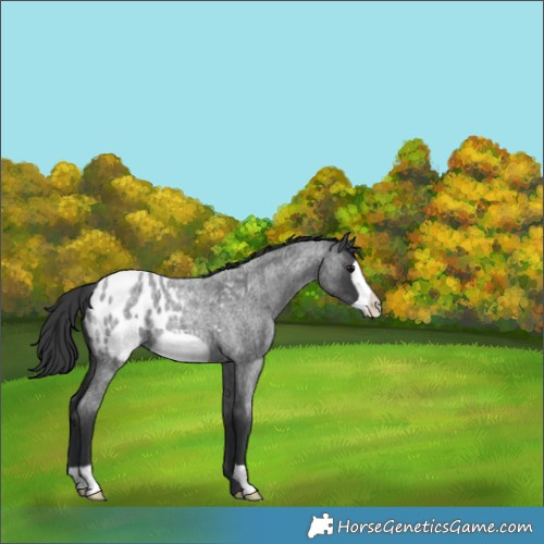 Horse Color:Blue Roan Frame Appaloosa 