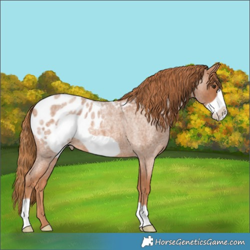 Horse Color:Red Roan Frame Appaloosa 