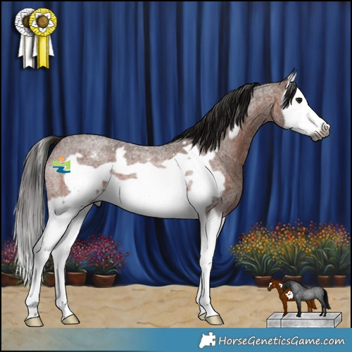 Horse Color:Gray Bay Roan Splash Frame Appaloosa 