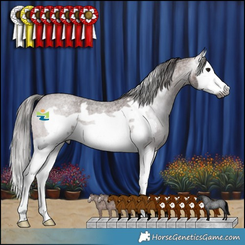 Horse Color:Gray Bay Roan Splash Frame Appaloosa 