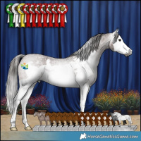 Horse Color:Gray Bay Roan Splash Frame Appaloosa 