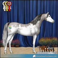 Horse Color:Gray Bay Roan Splash Frame Appaloosa 
