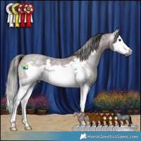 Horse Color:Gray Bay Roan Splash Frame Appaloosa 