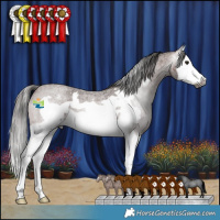 Horse Color:Gray Bay Roan Splash Frame Appaloosa 