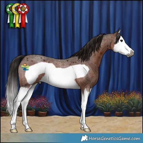 Horse Color:Gray Bay Roan Splash Frame Appaloosa
