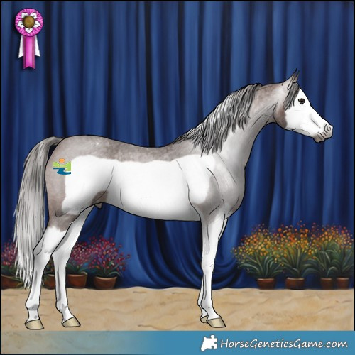 Horse Color:Gray Bay Roan Splash Frame Appaloosa 