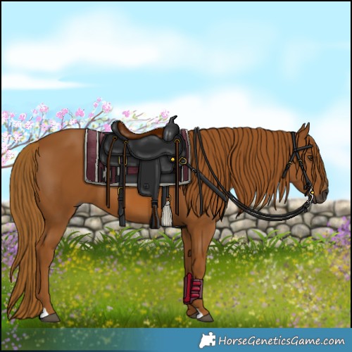 Horse Color:Gray Chestnut 
