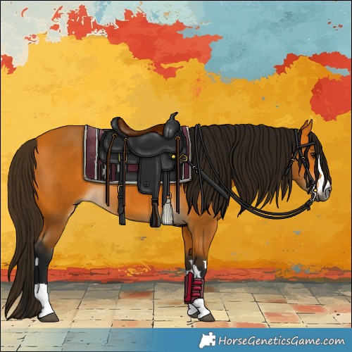 Horse Color:Gray Buckskin